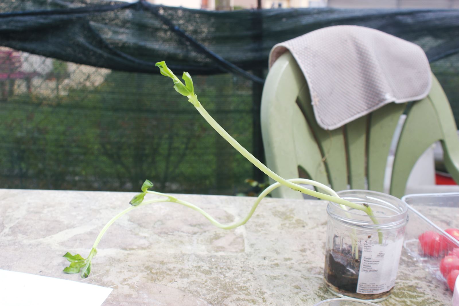 Lapbook germination haricot ief 2