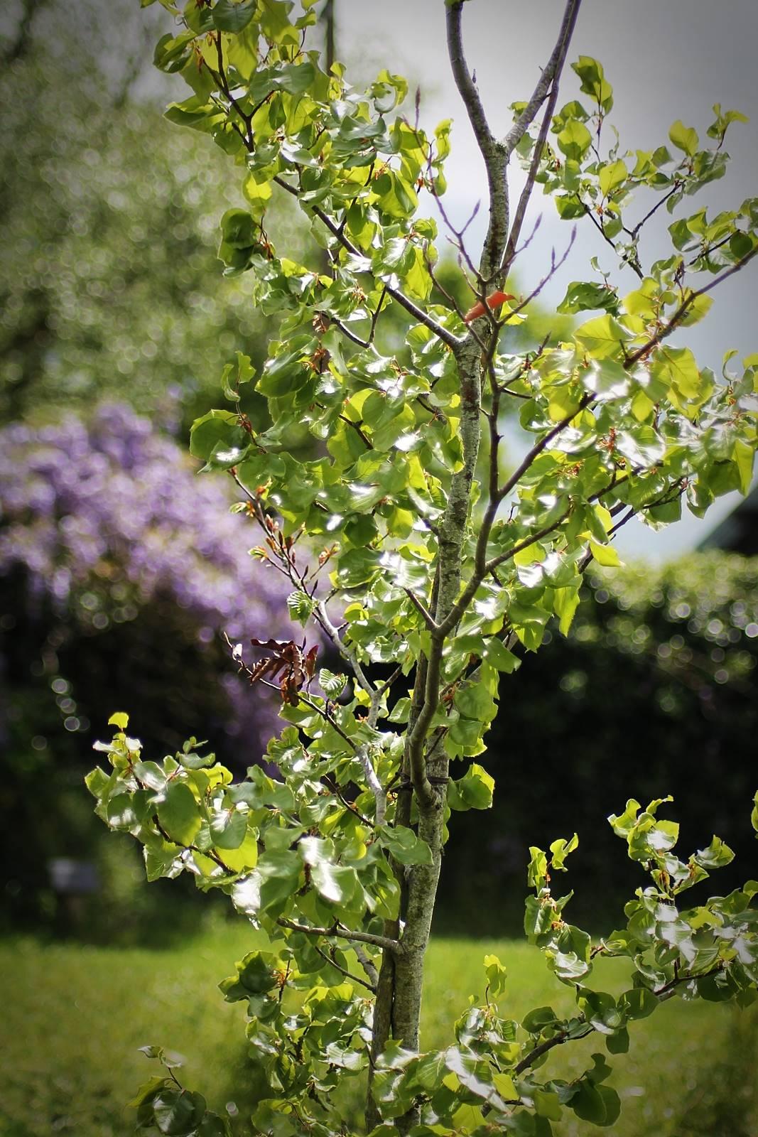 Arboretum sophie trebuchet 6