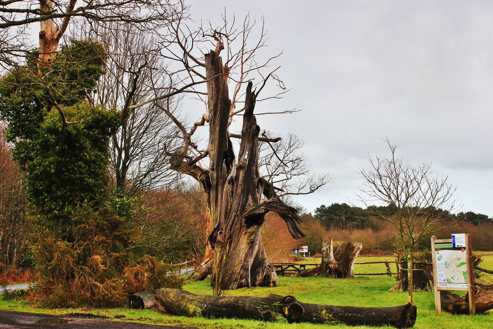 Arbre millenaire abbaretz geocaching