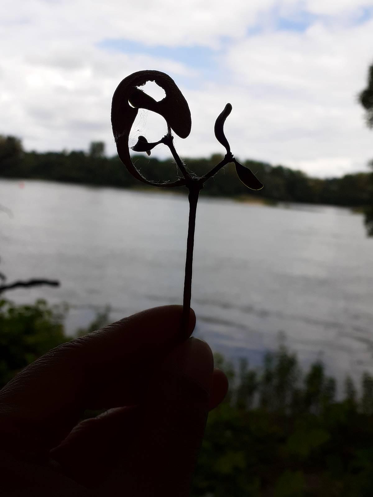 Champtoceaux20200607 132904