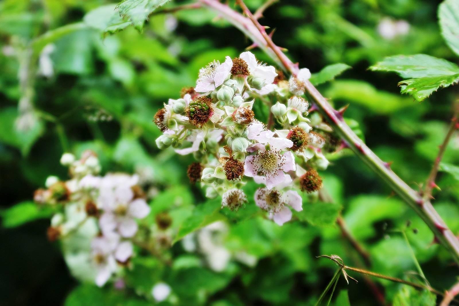 Champtoceauxchamptoceaux 11