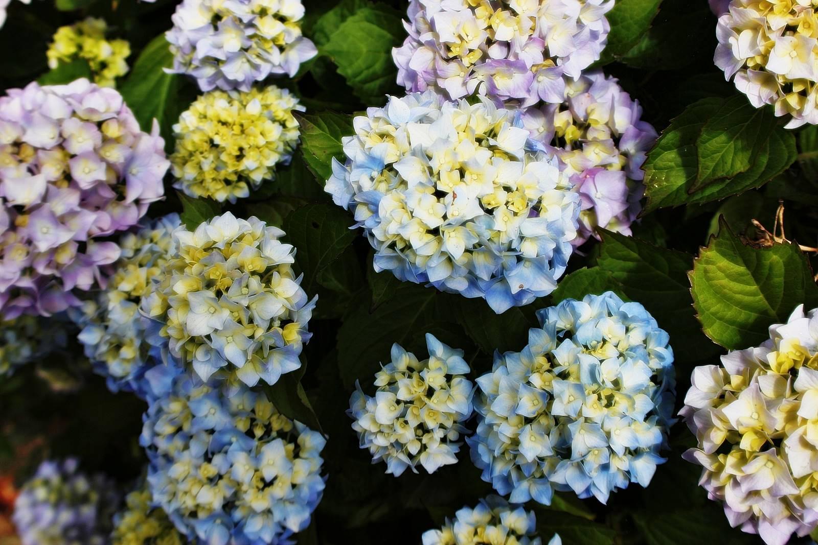 Champtoceauxchamptoceaux 12