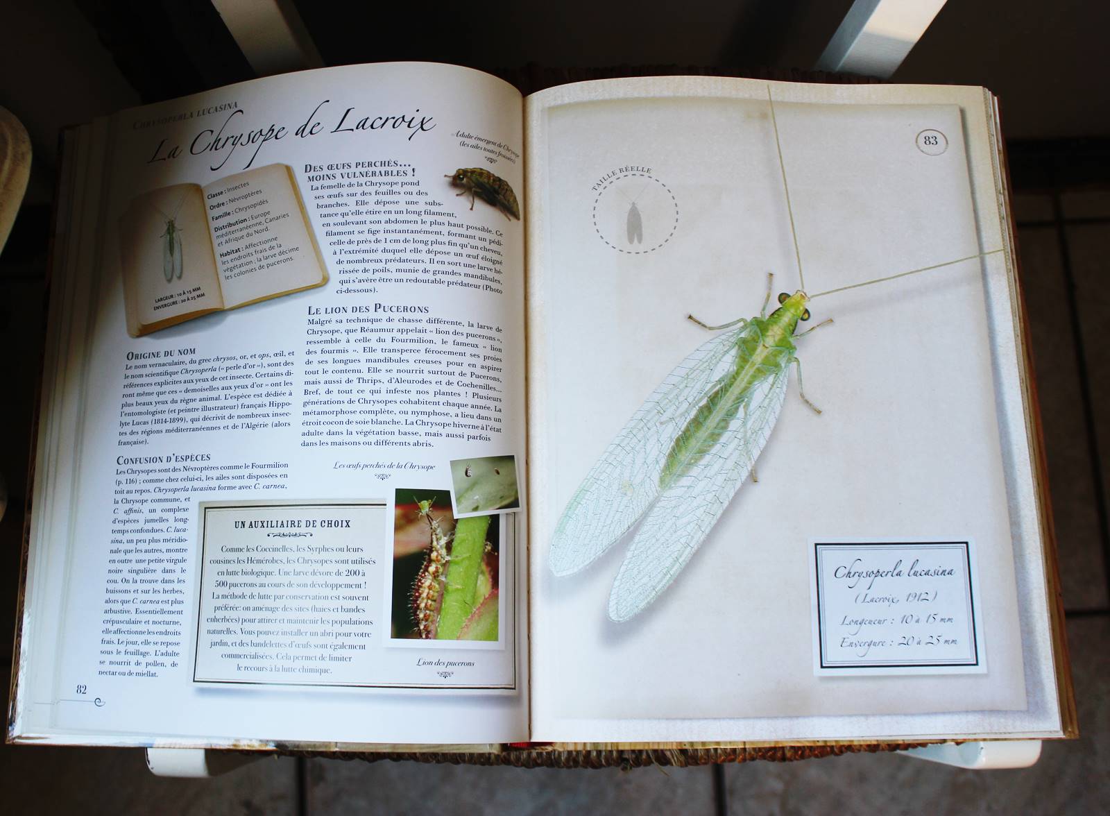 Collection d insectes livre larousse 2