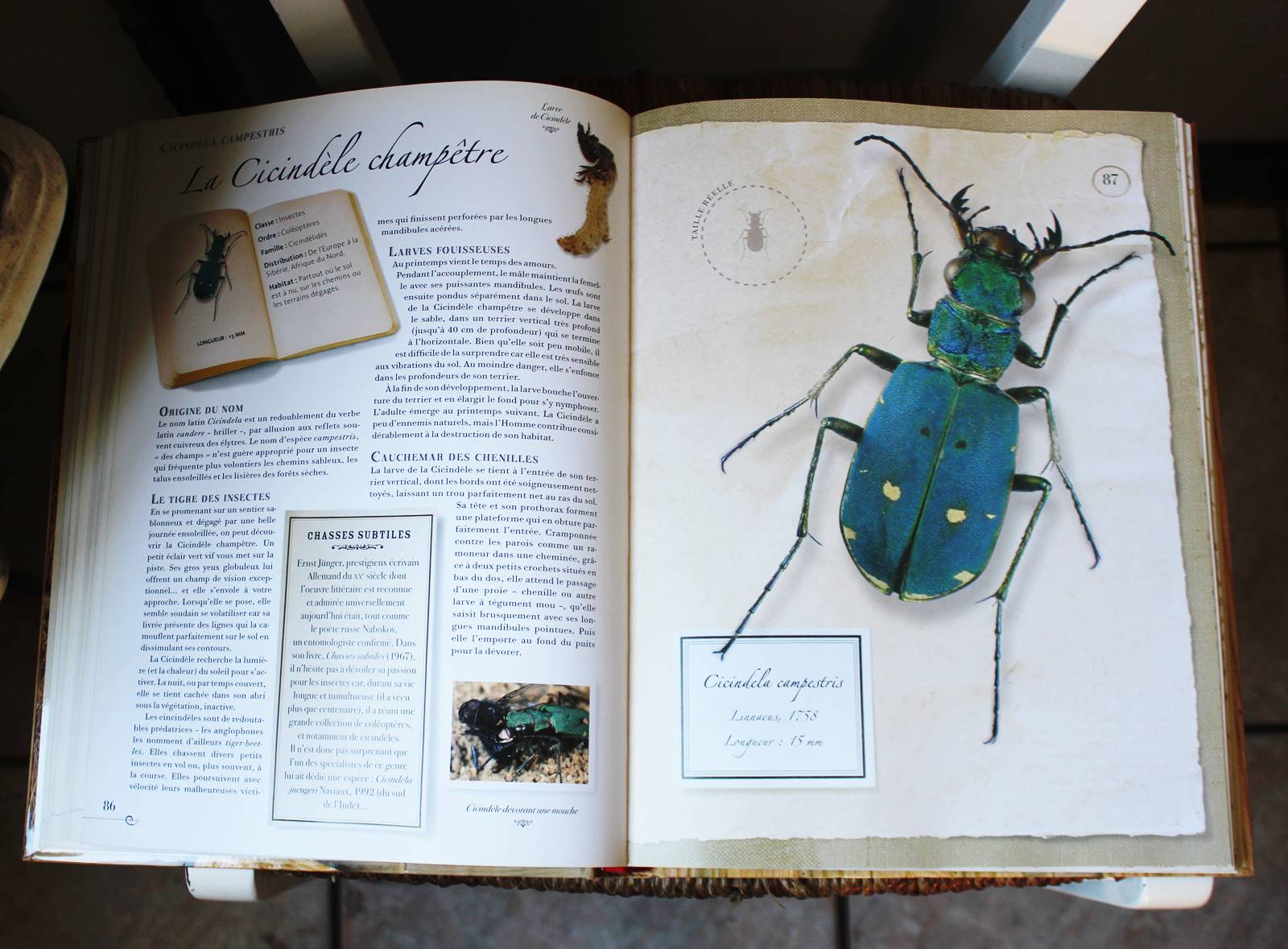 Collection d insectes livre larousse 5