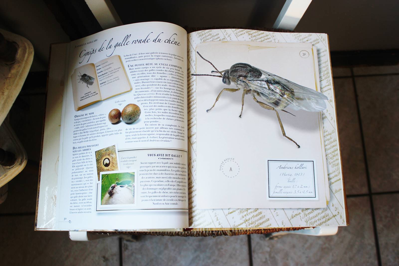 Collection d insectes livre larousse