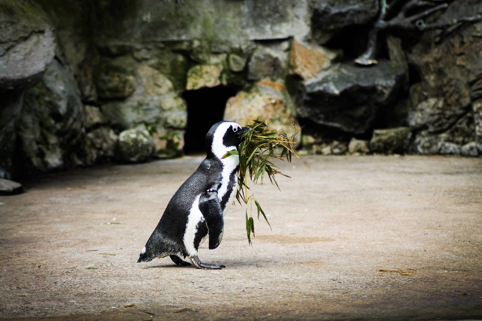 Croisic ocearium avis photos 11