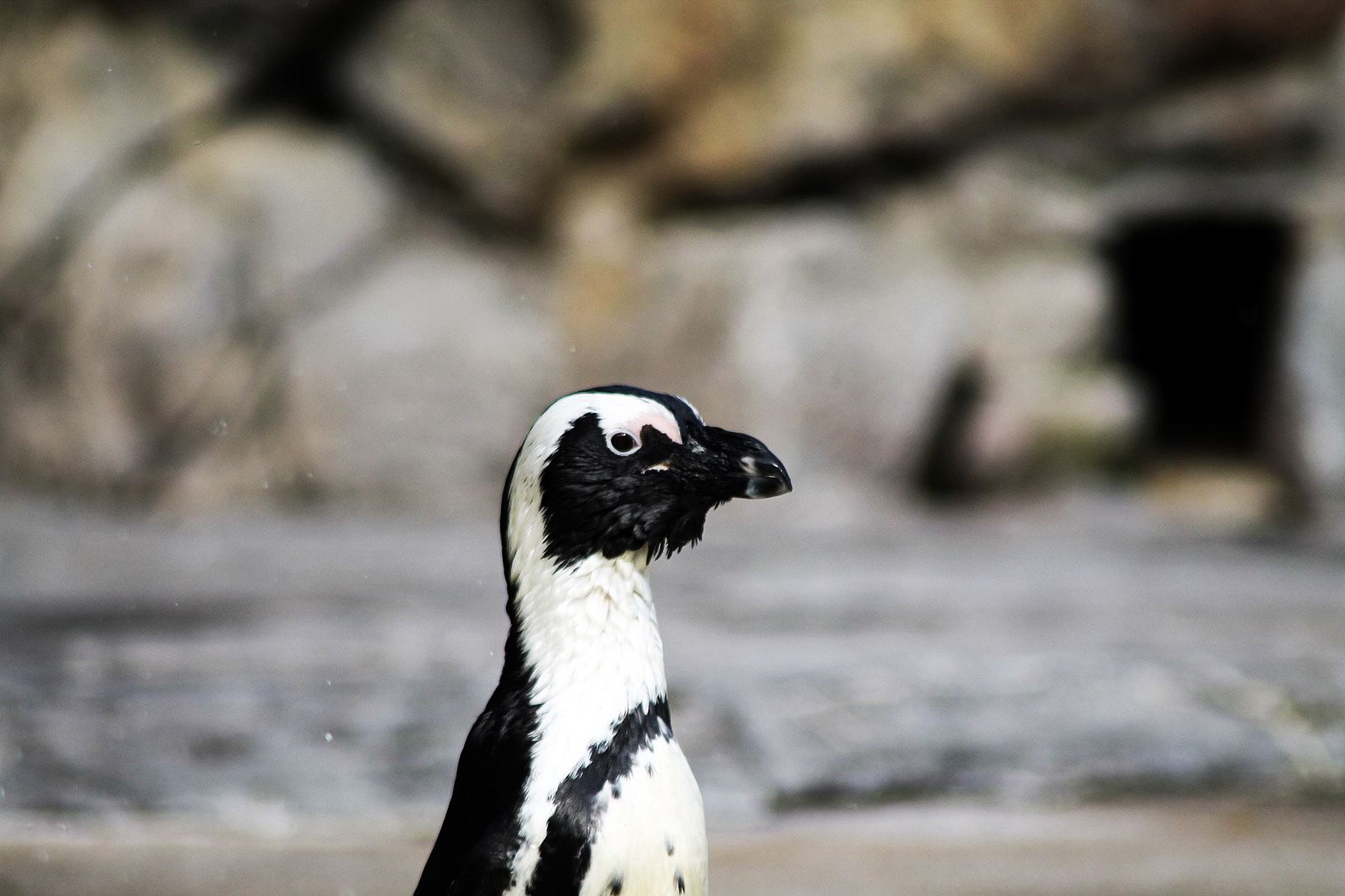 Croisic ocearium avis photos 9