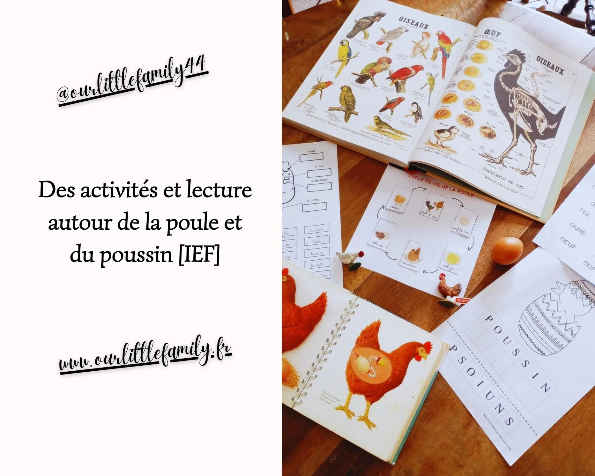 Des activites et lecture autour de la poule et du poussin ief