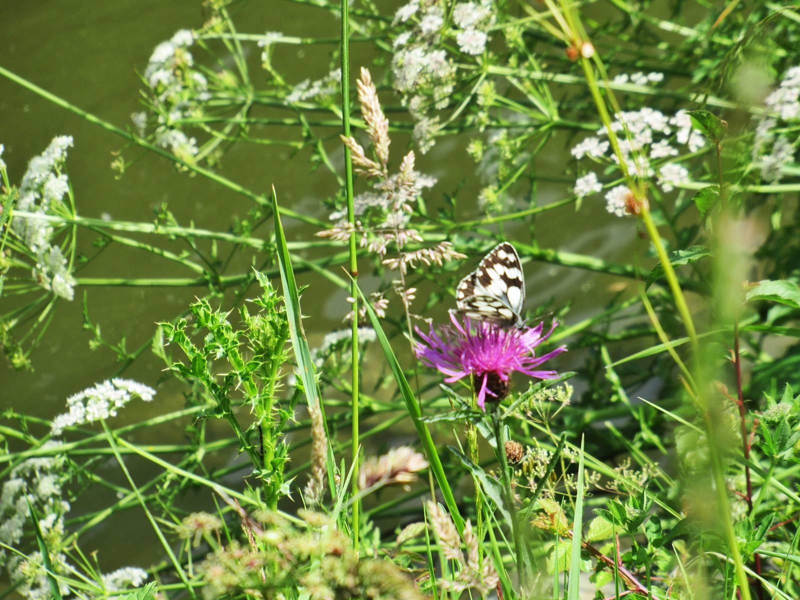 Ecluse tindiere nort sur erdre 1