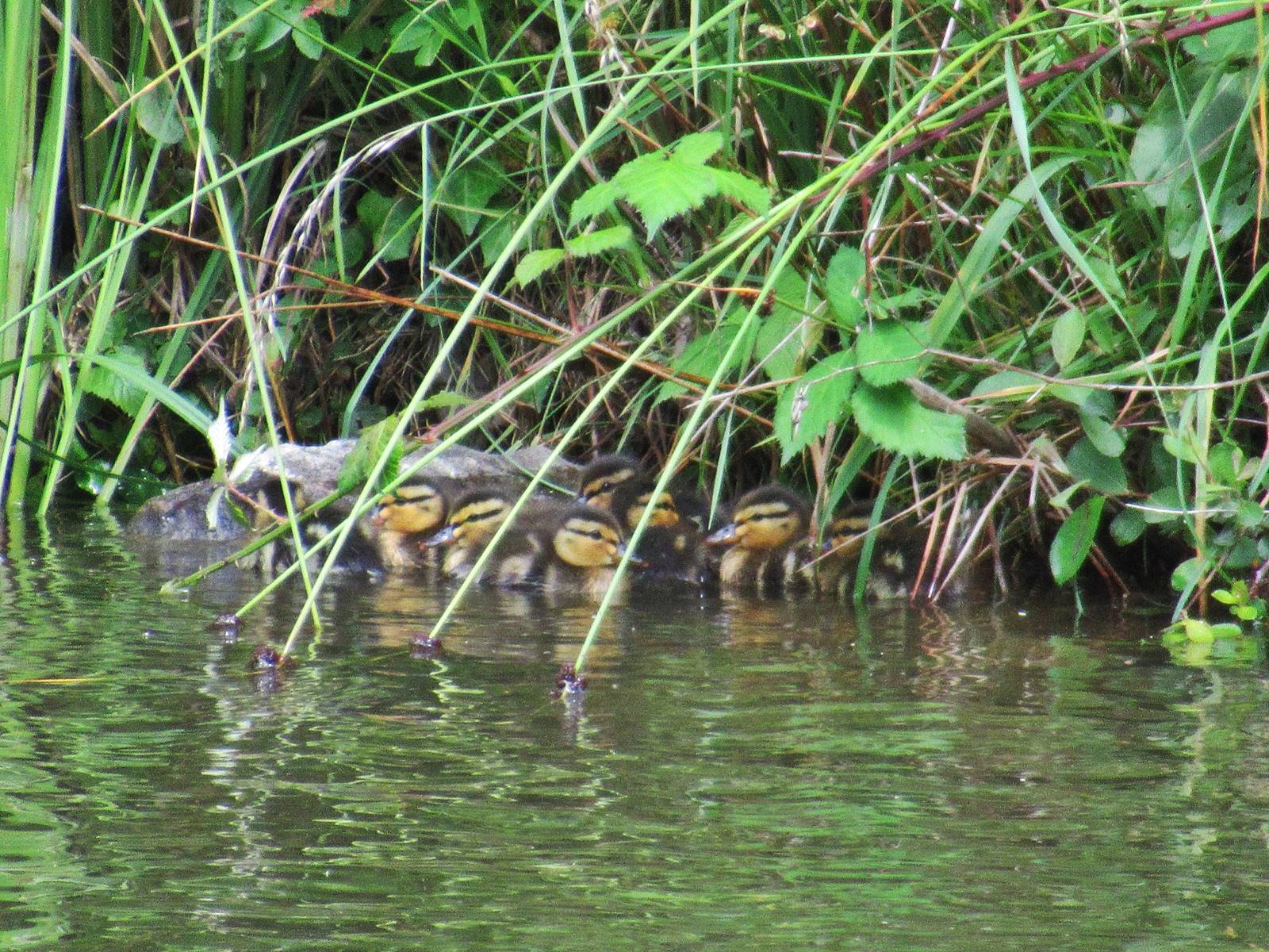 Ecluse tindiere nort sur erdre