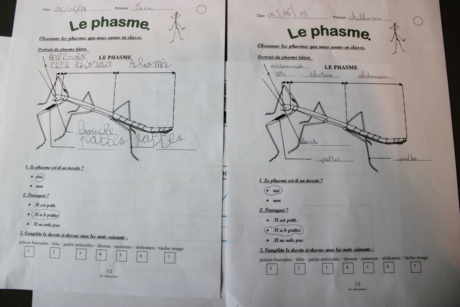 Fiche exercices phasme ief 2