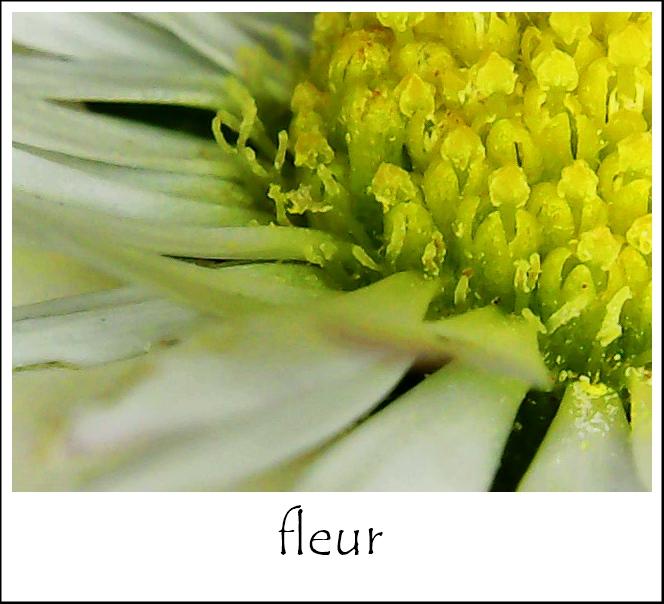 Fleur 1