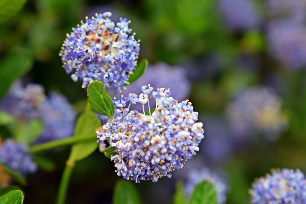 Fleur pluie 1