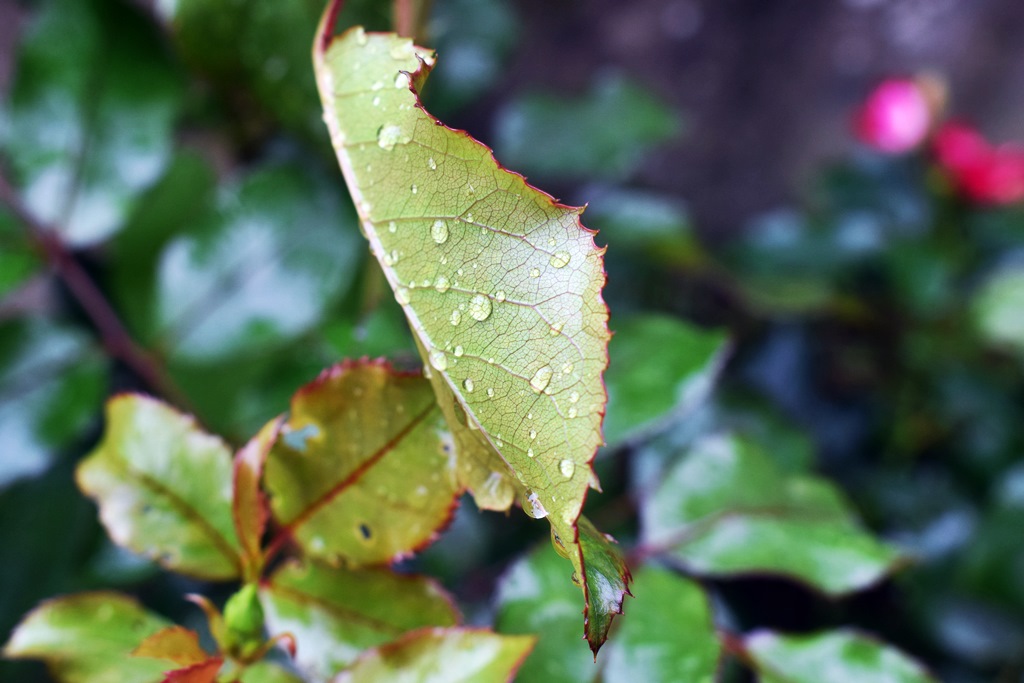 Fleur pluie 2