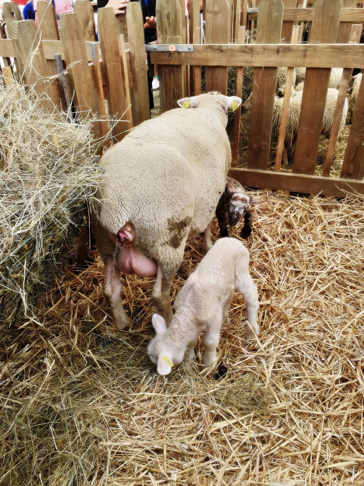 Foire de bere 201920190906 140445