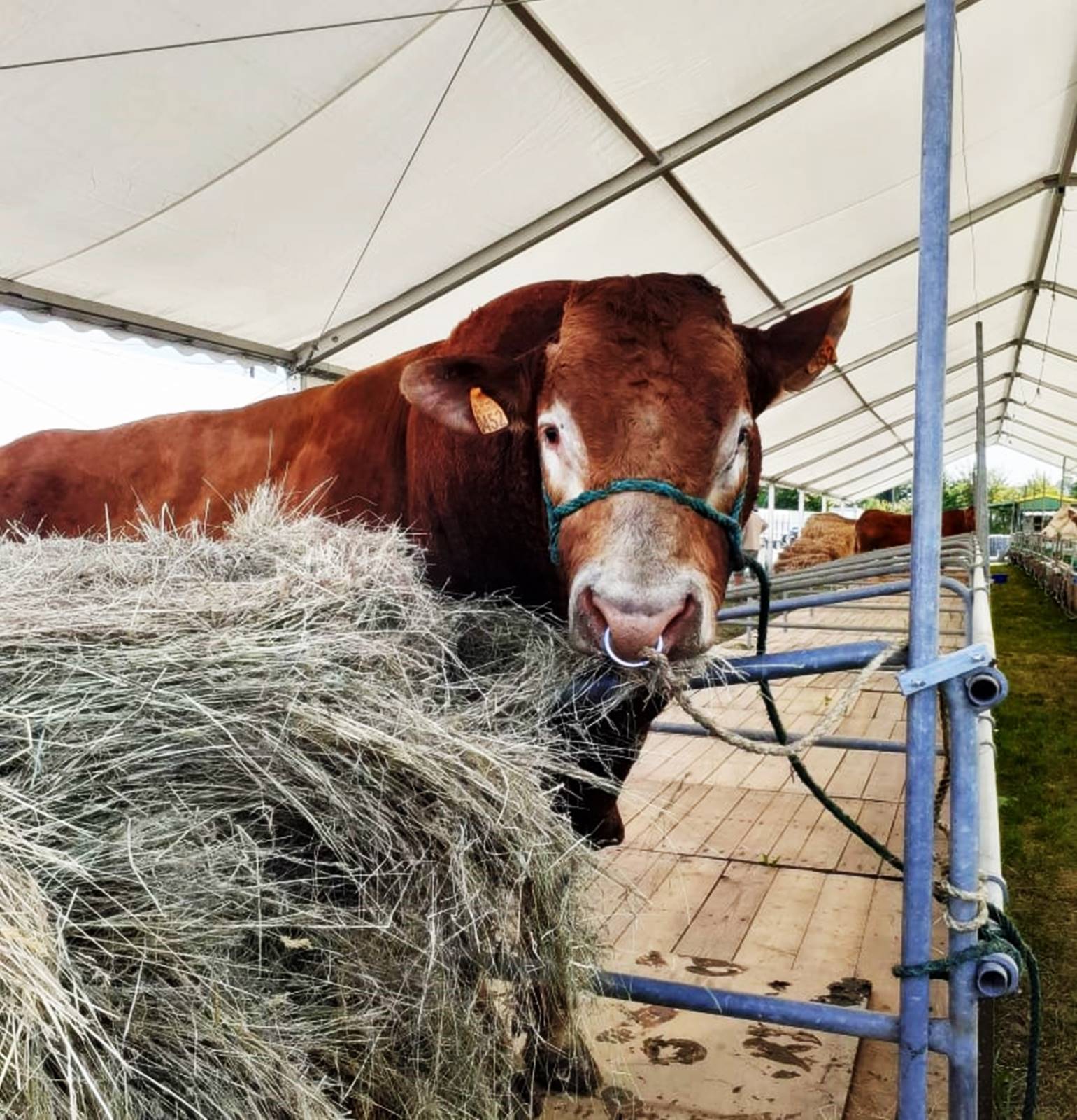 Foire de bere 2019img 20190906 131947 243