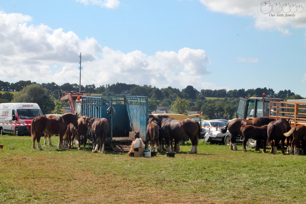 Foire de bere 5