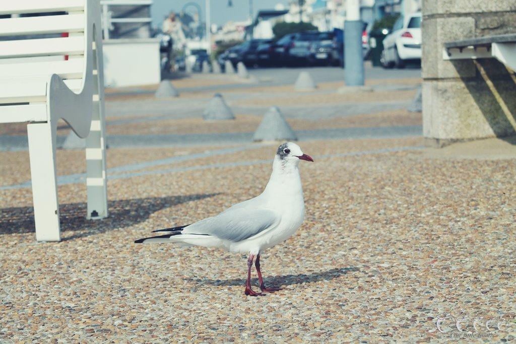 La baule 3