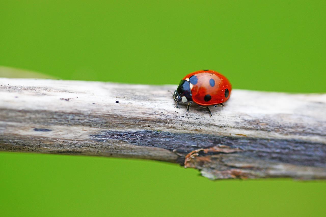 Ladybird 319767 1280