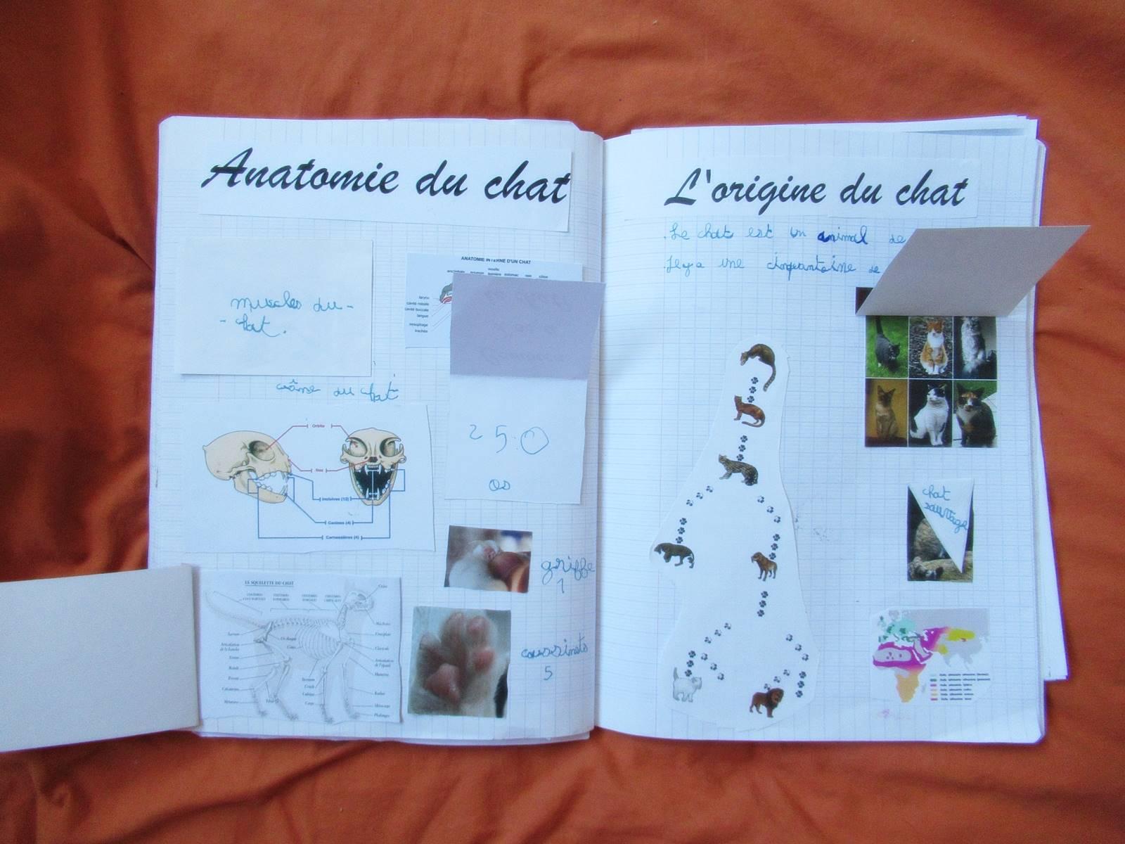 Lapbook chat 1