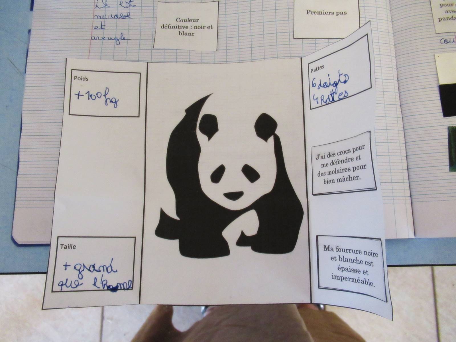Lapbook panda ief 10