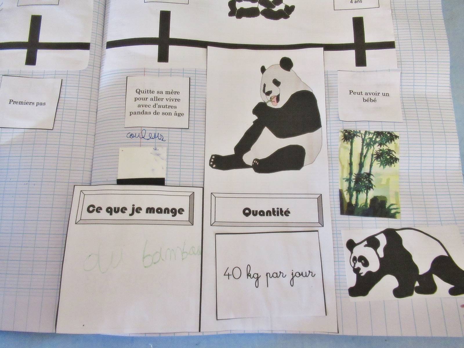 Lapbook panda ief 11