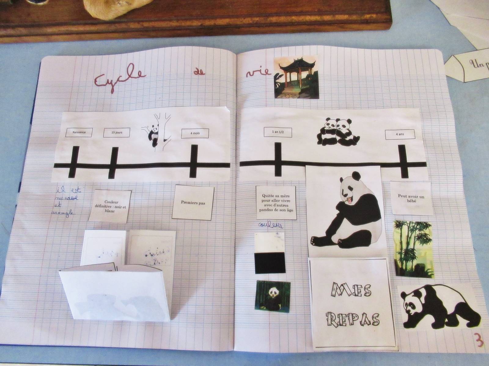 Lapbook panda ief 9