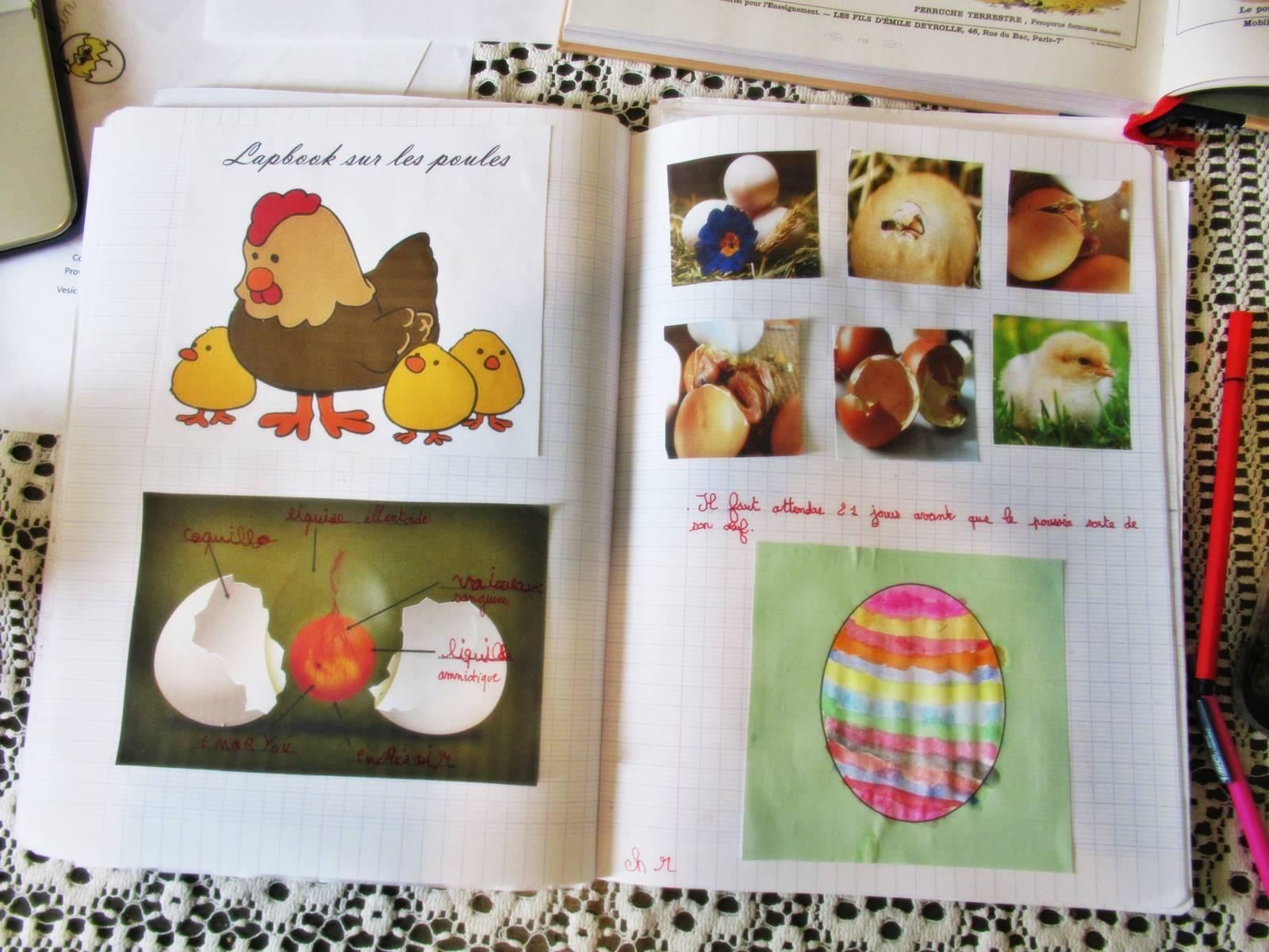 Lapbook poule 3