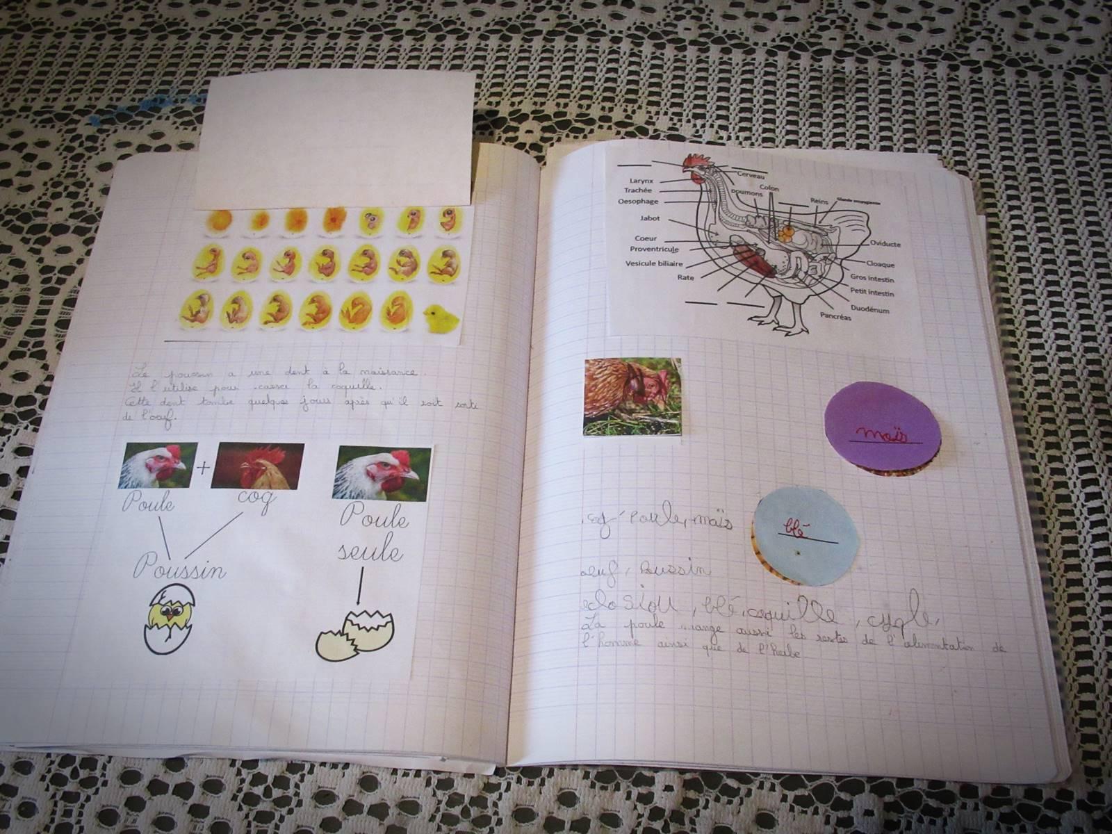 Lapbook poule 6