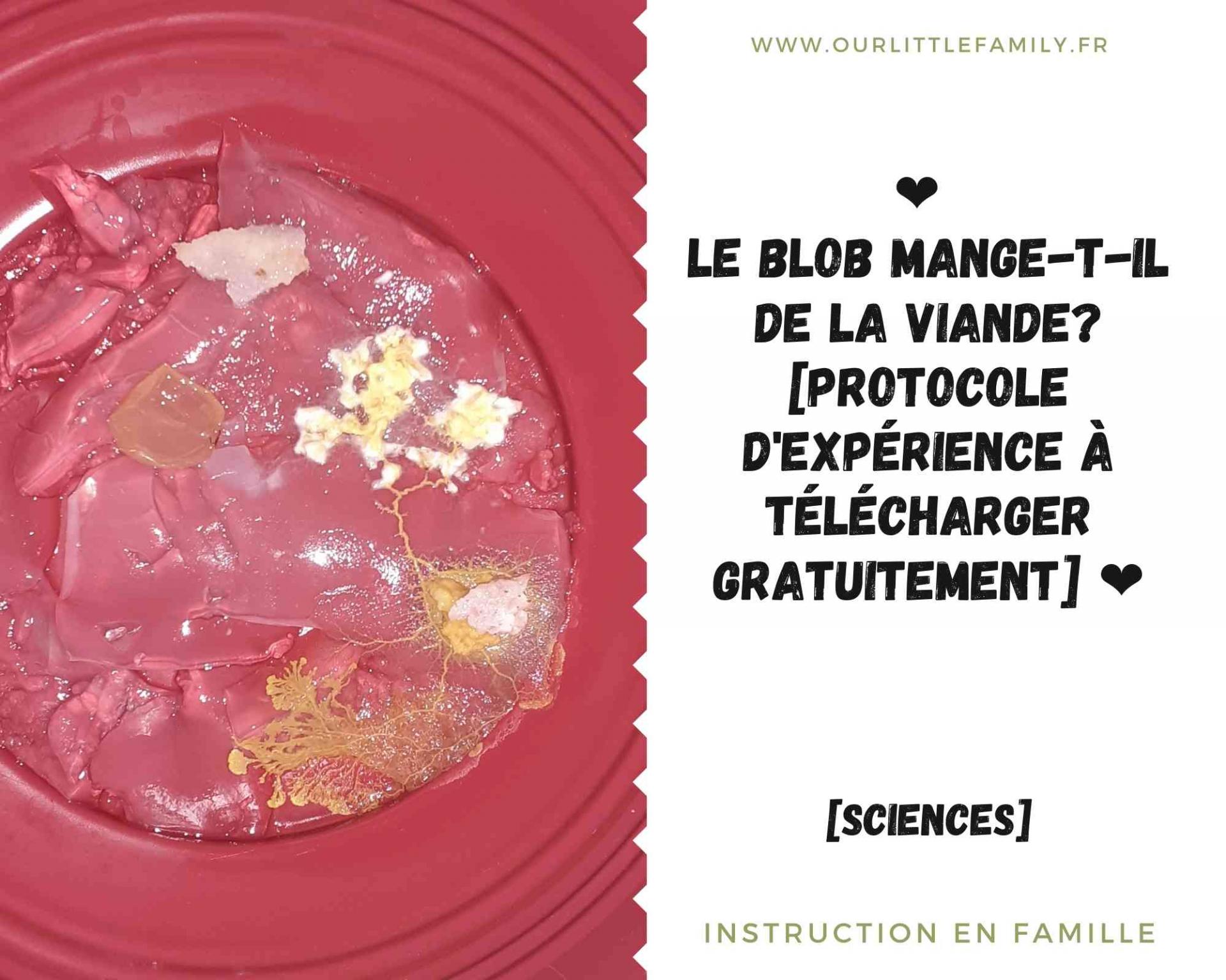 Le blob mange t il de la viande protocole d experience a telecharger gratuitement