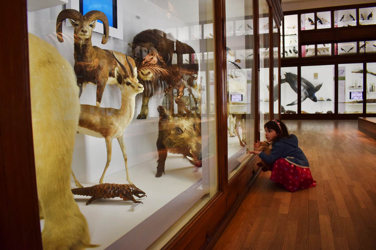 Le museum dhistoire naturelle de nantes 18