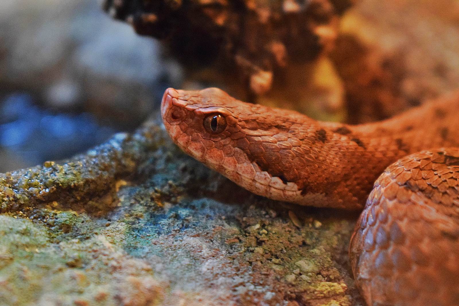 Le museum dhistoire naturelle de nantes 9