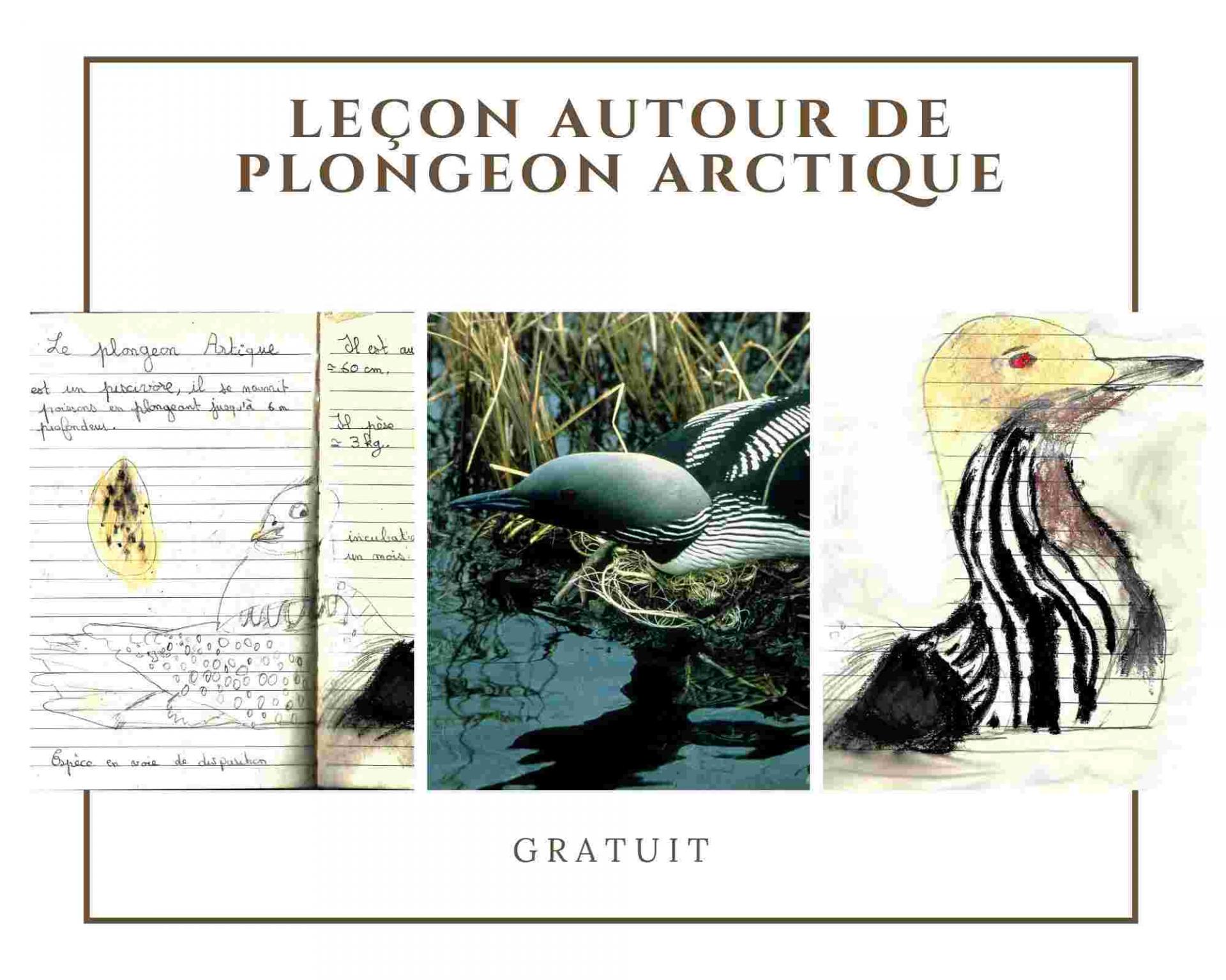 Lecon plongeon arctique