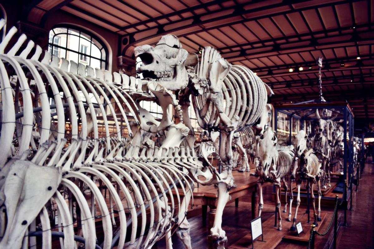 Museum d histoire naturelle paris 1