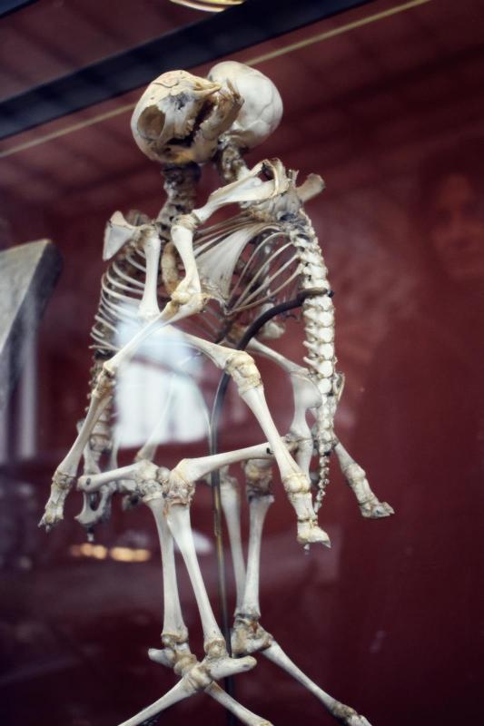 Museum d histoire naturelle paris 10