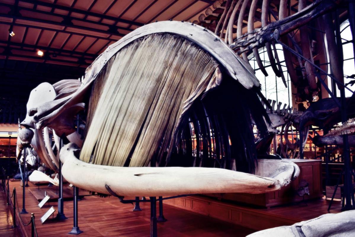 Museum d histoire naturelle paris 12