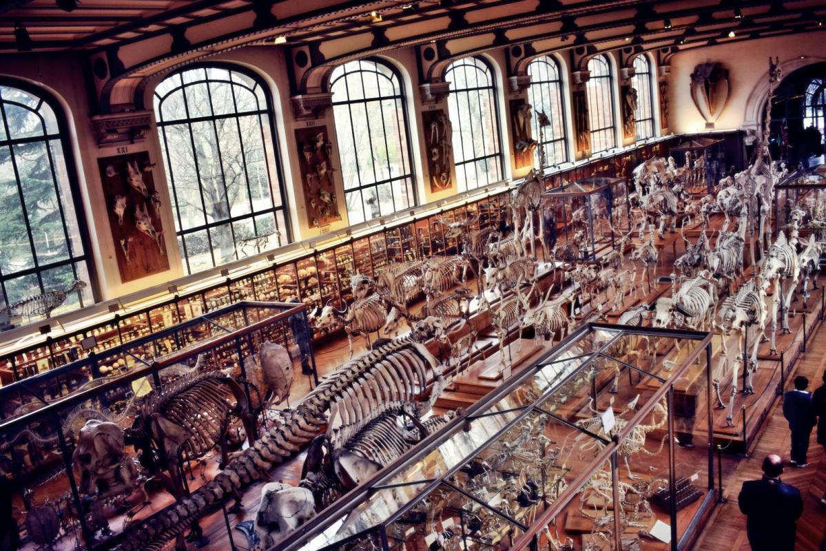 Museum d histoire naturelle paris 13