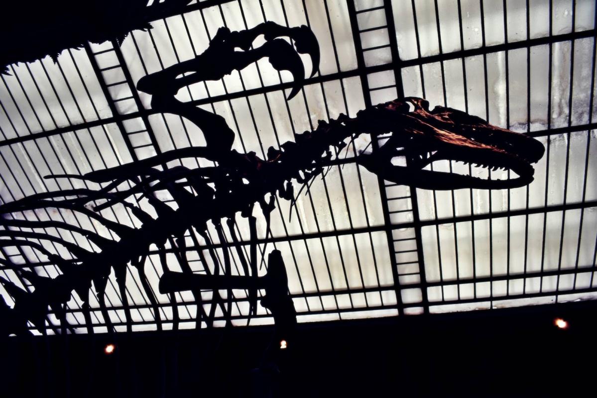 Museum d histoire naturelle paris 14