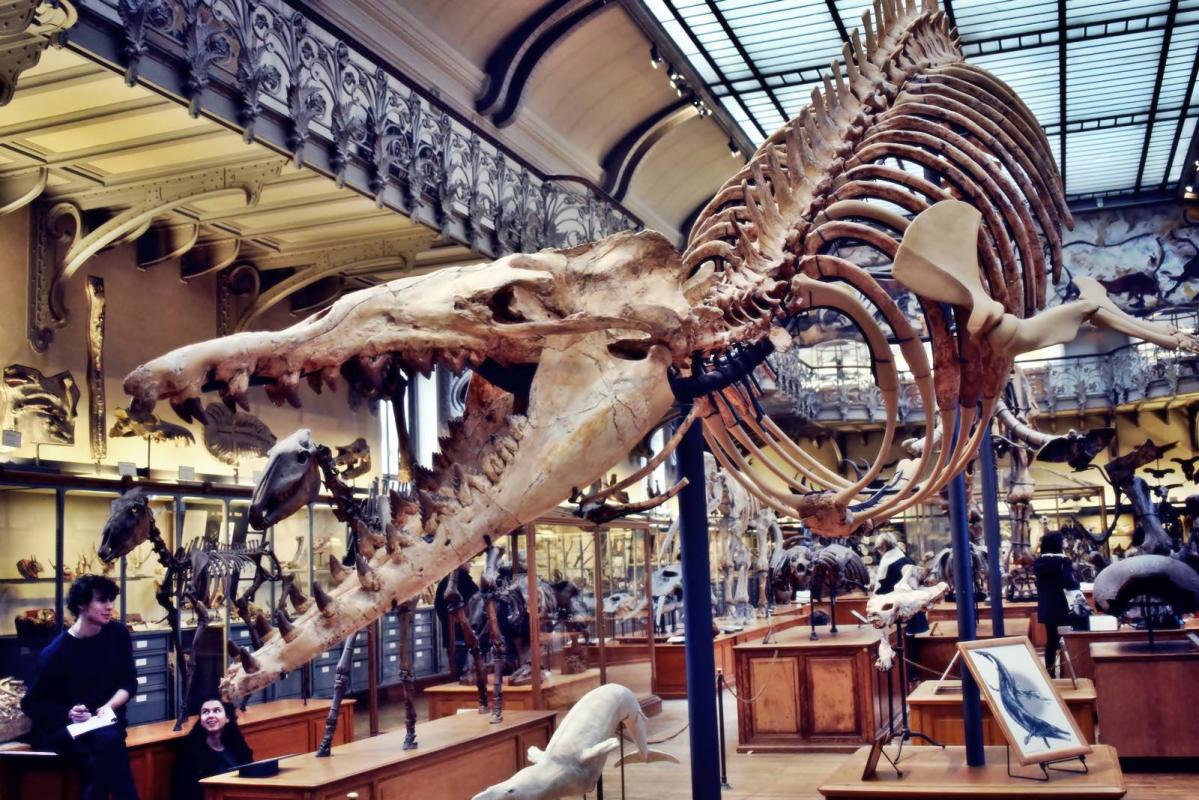 Museum d histoire naturelle paris 16