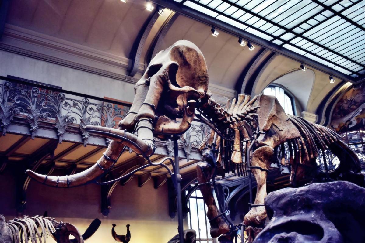 Museum d histoire naturelle paris 17