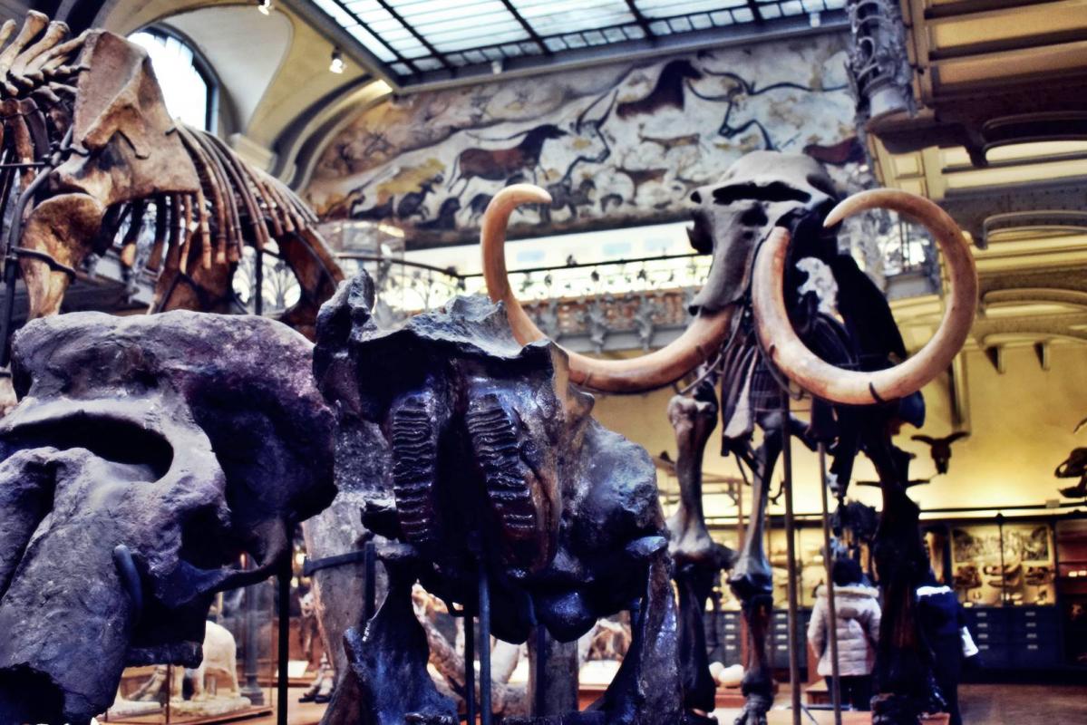 Museum d histoire naturelle paris 18