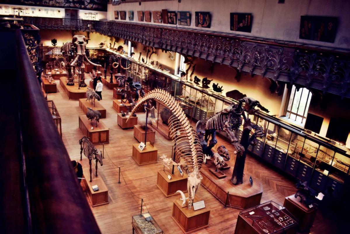 Museum d histoire naturelle paris 22