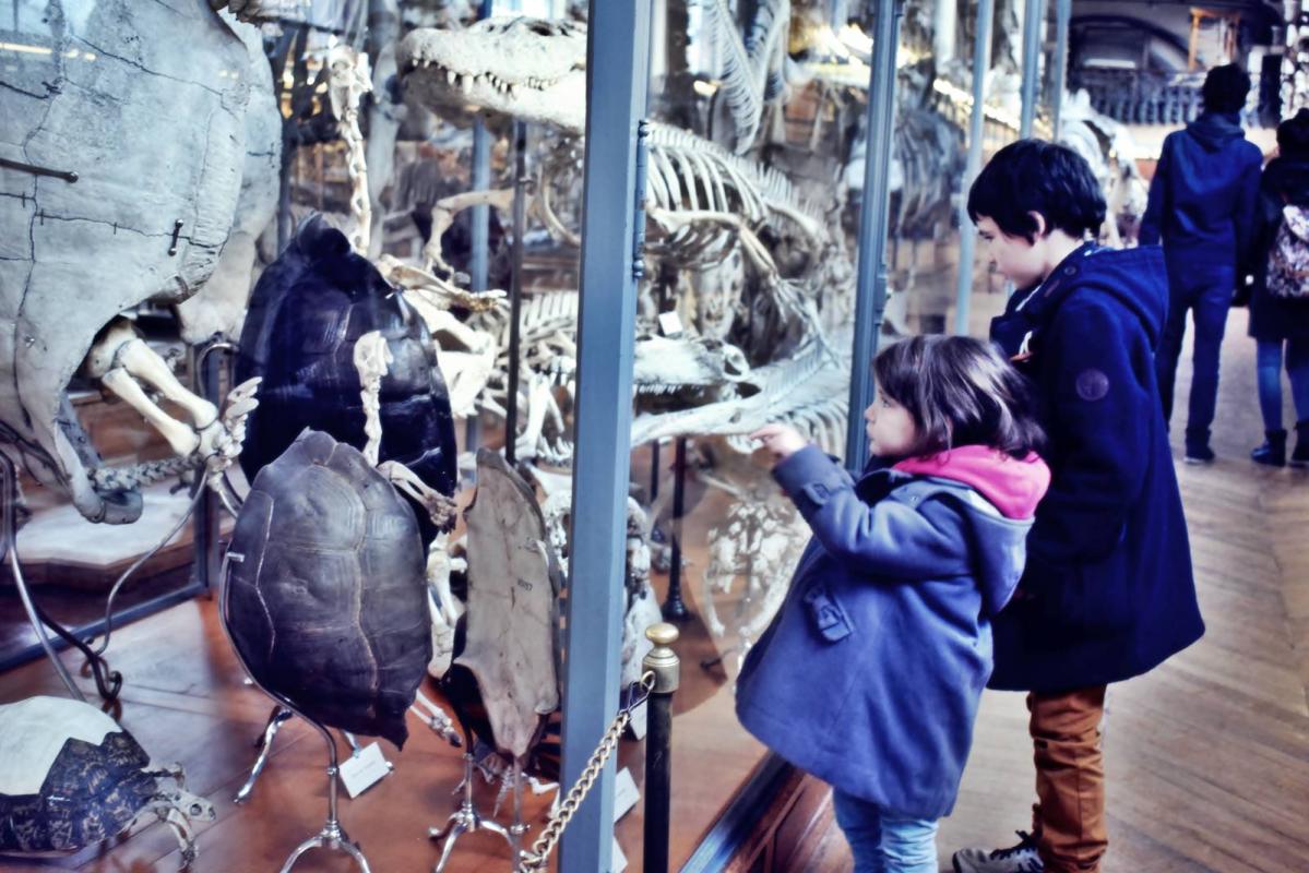 Museum d histoire naturelle paris 4