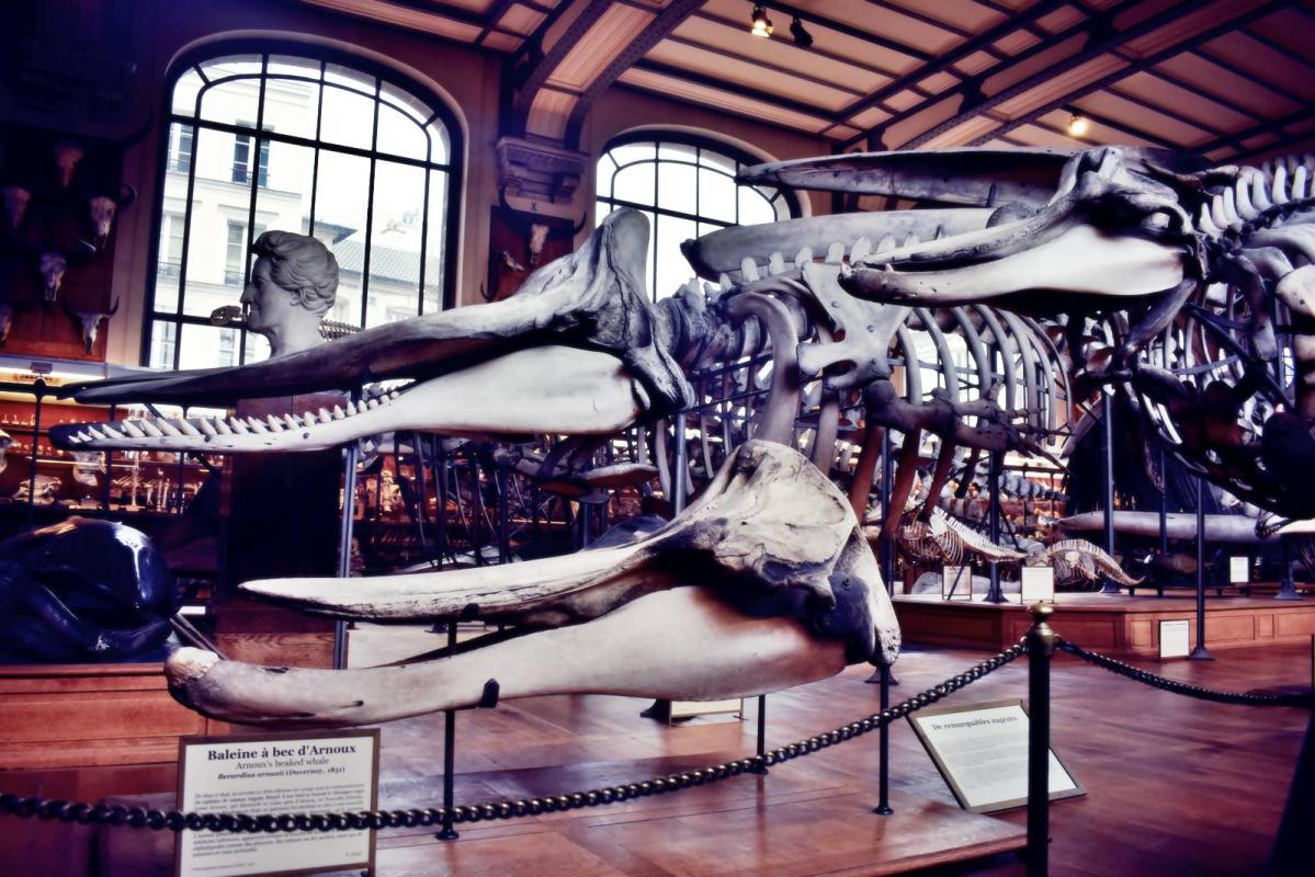 Museum d histoire naturelle paris 7