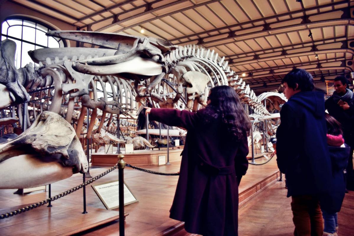 Museum d histoire naturelle paris 8