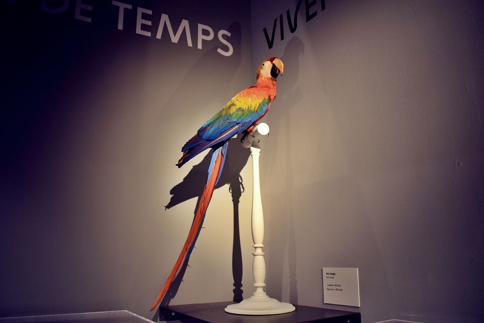 Nantes museum d histoire naturelle loire atlantique 1