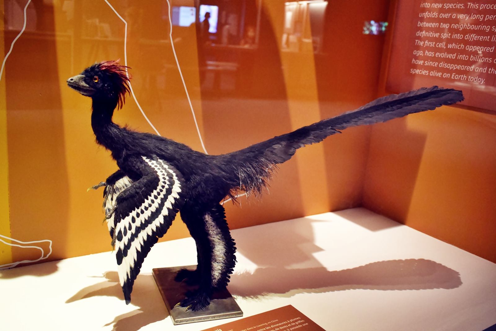 Nantes museum d histoire naturelle loire atlantique 2