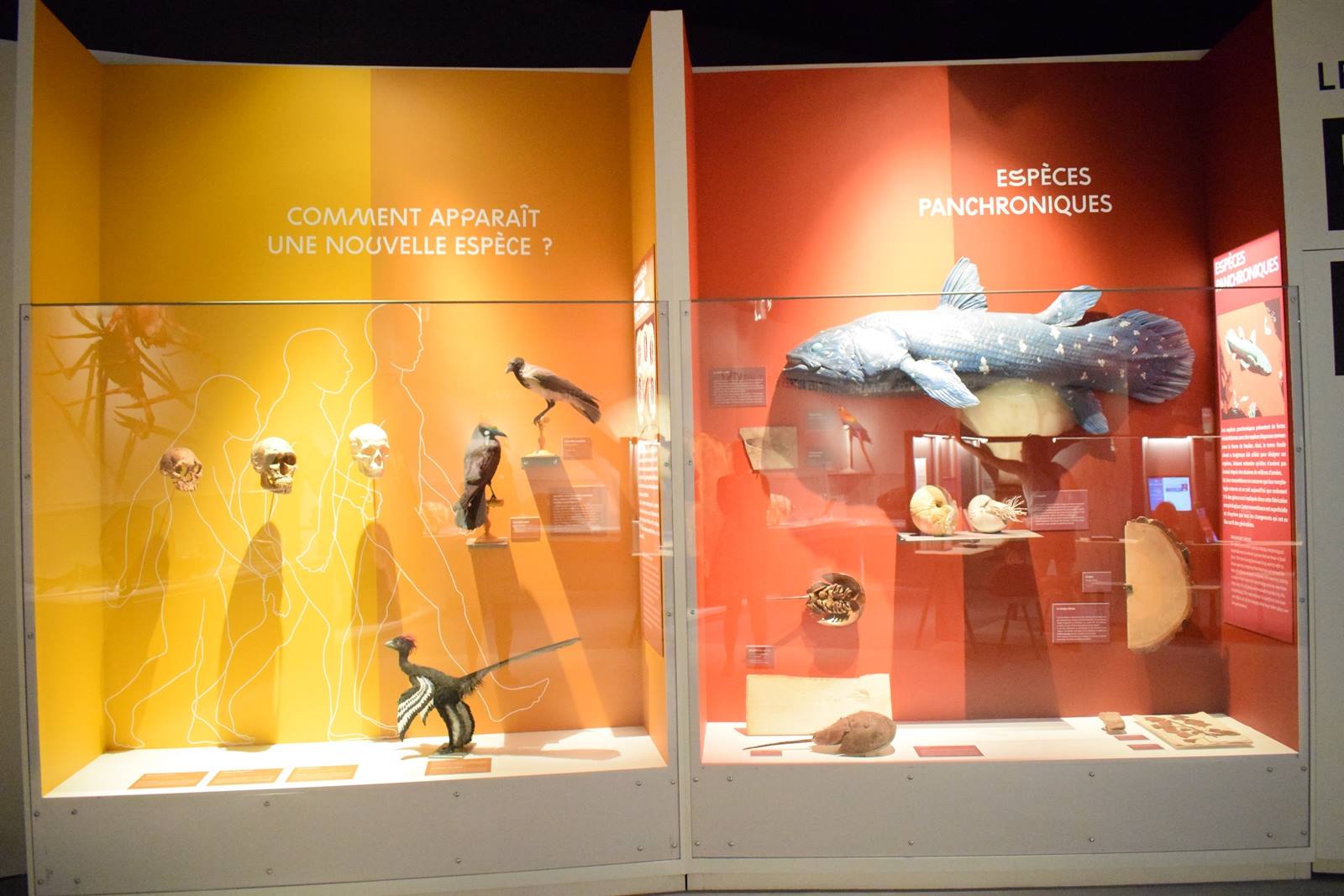 Nantes museum d histoire naturelle loire atlantique 4