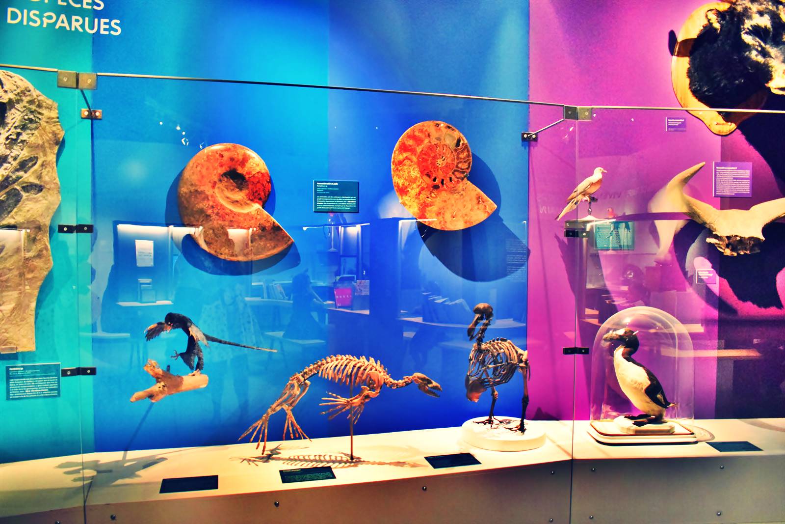 Nantes museum d histoire naturelle loire atlantique 5