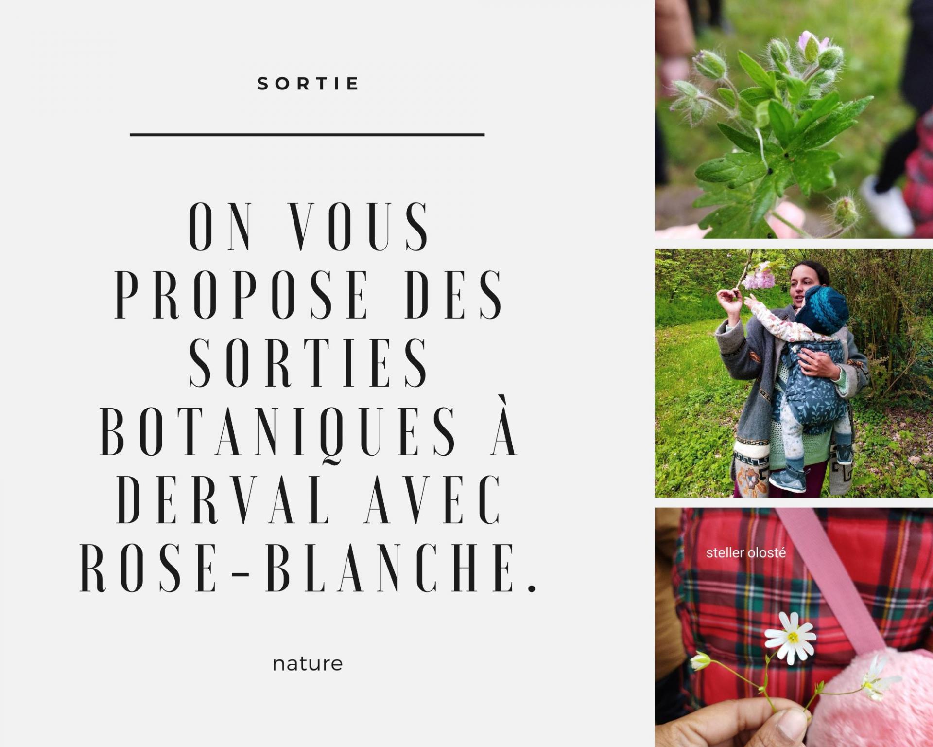 On vous propose des sorties botanique a derval avec rose blanche 1